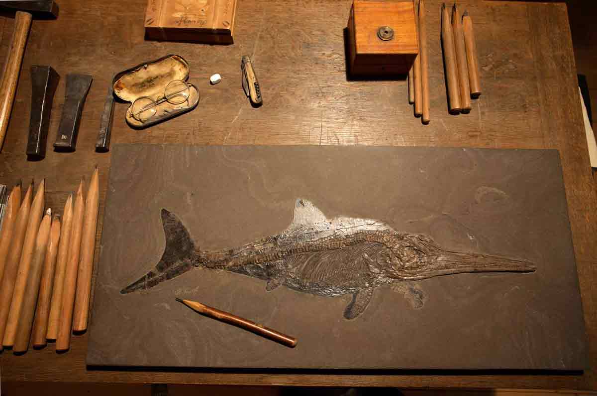 Ein selbstgemachter Haselnußstichel war eines der ersten Werkzeuge von Bernhard Hauff senior für die Präparation.